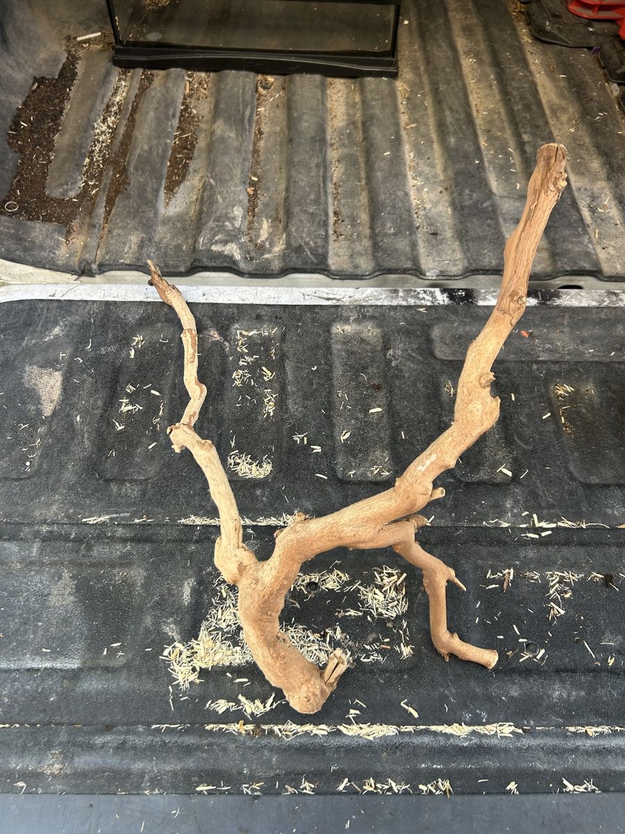Reptile wood