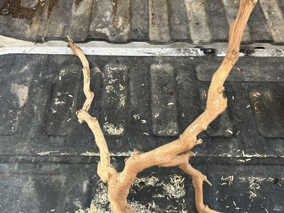 Reptile wood