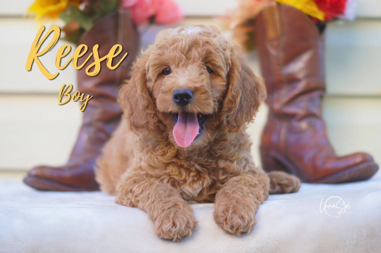 Mini GoldenDoodles