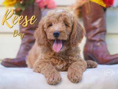 Mini GoldenDoodles