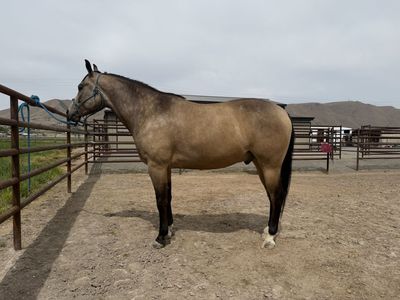 2022 AQHA BUCKSKIN GELDING