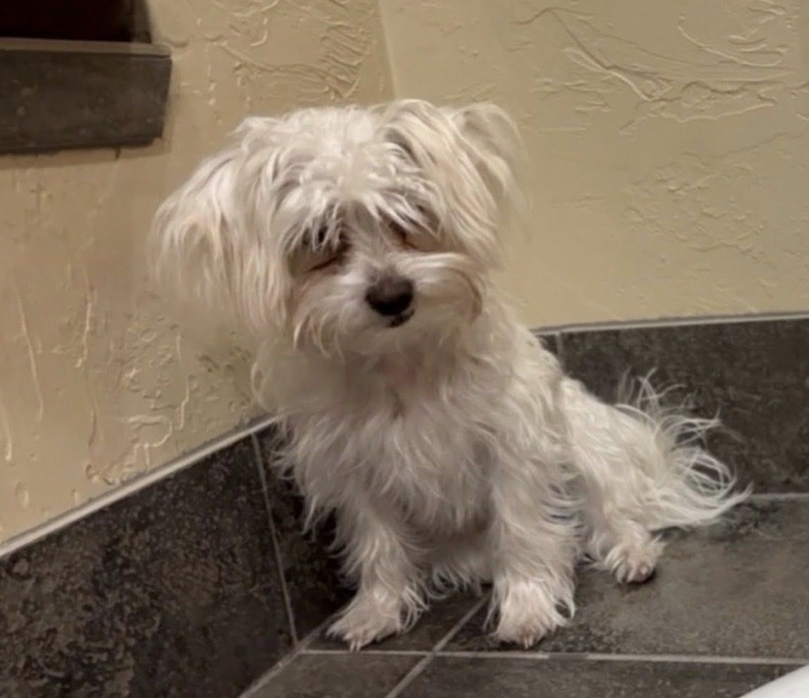 Sweet Maltese Yorkie mix (Morkie)