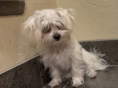 Sweet Maltese Yorkie mix (Morkie)