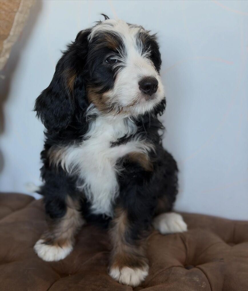 Bernedoodle Puppies (merle & tri)