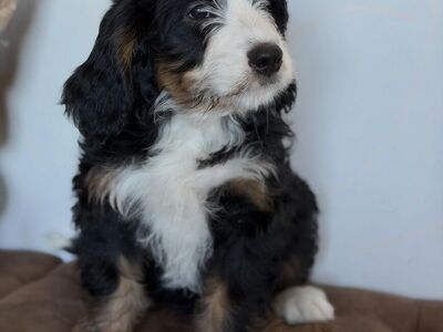 Bernedoodle Puppies (merle & tri)