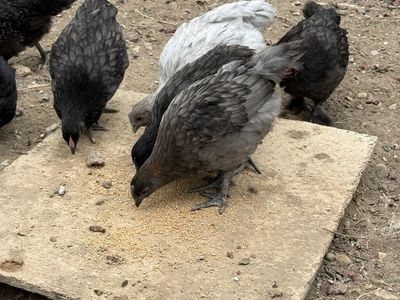 8 week old chicks for sale