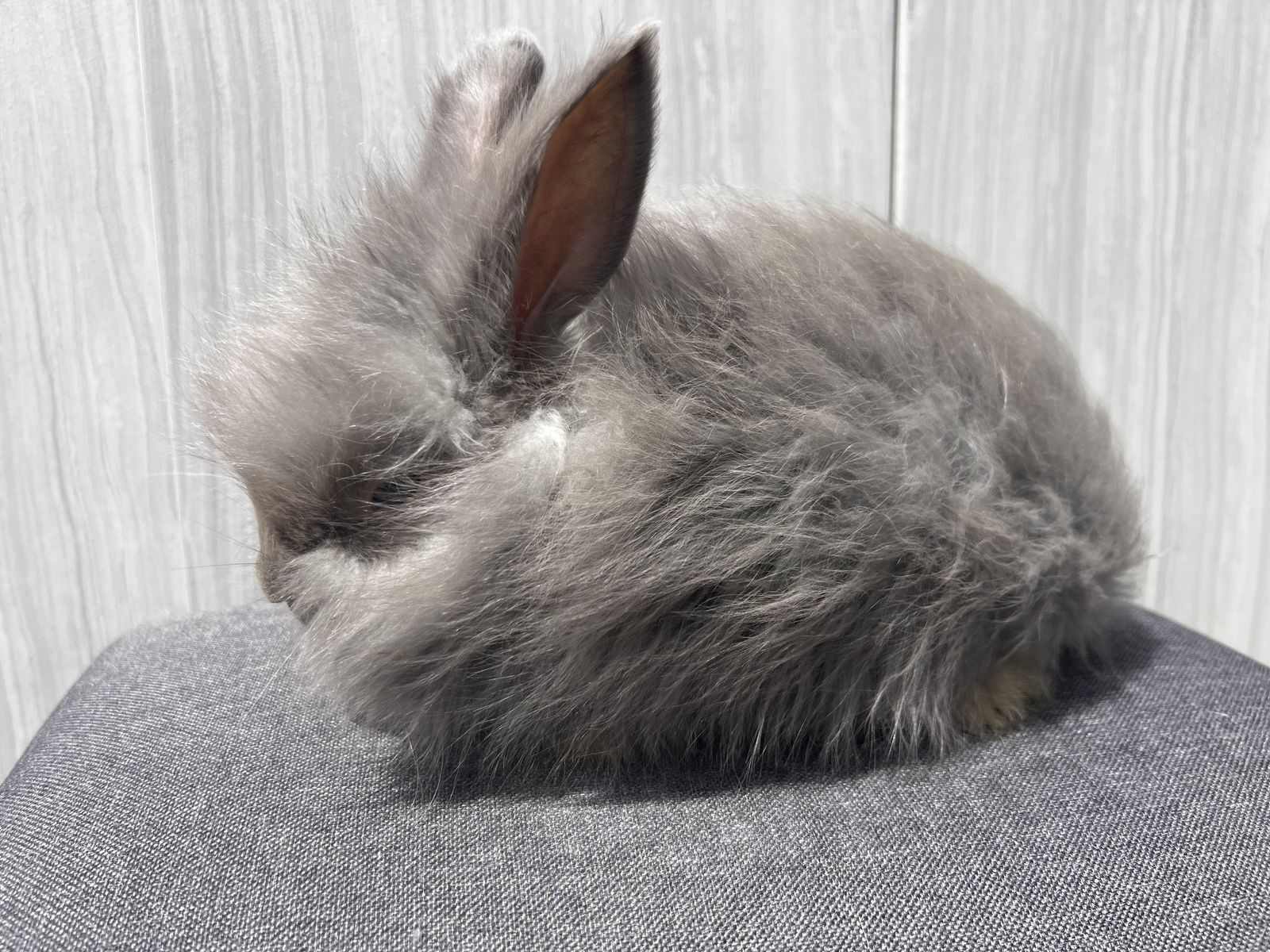 Pedigreed English angora lilac buck