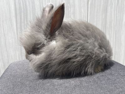 Pedigreed English angora lilac buck
