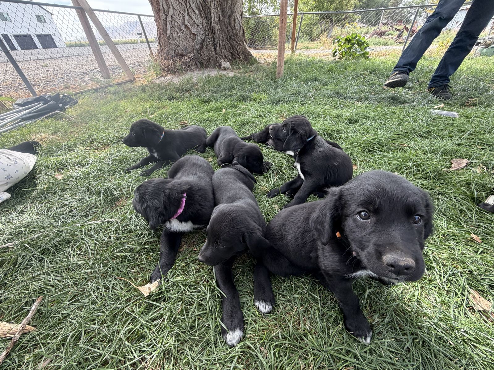Lab Border Collie Mix Puppies             Available September 12th