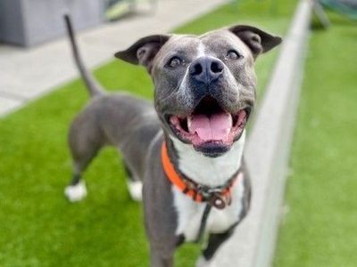 A160288 Moshi is Available for Adoption!