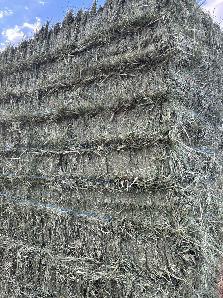 Orchard Grass Hay 