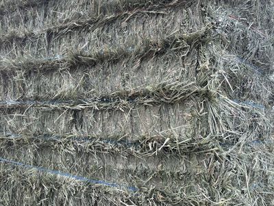 Orchard Grass Hay