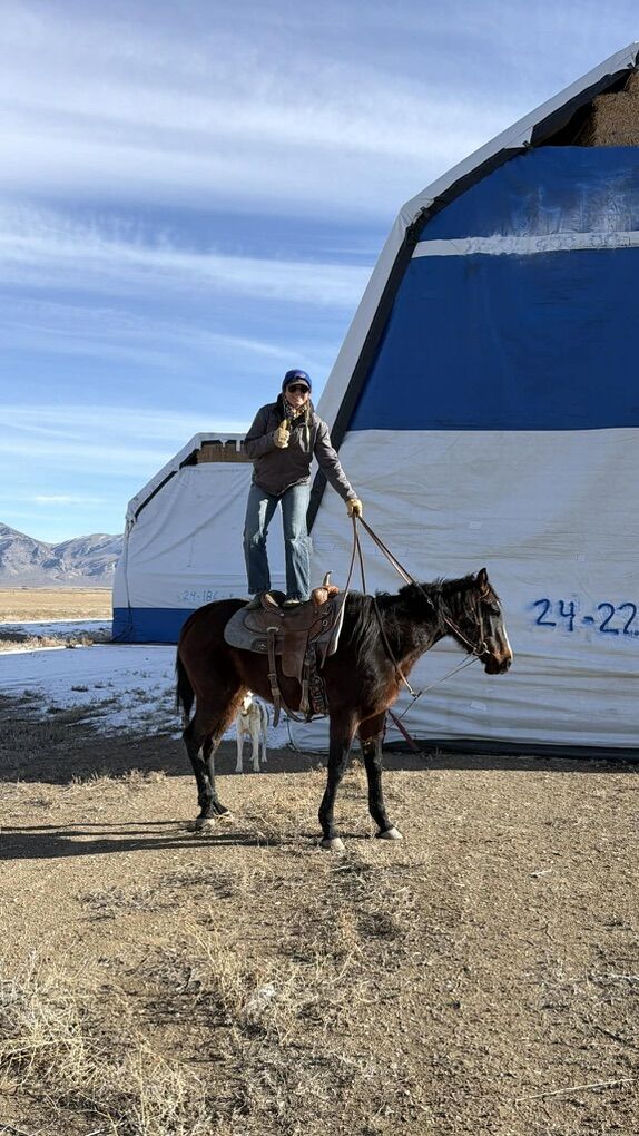 Thoroughbred Mare For Sale