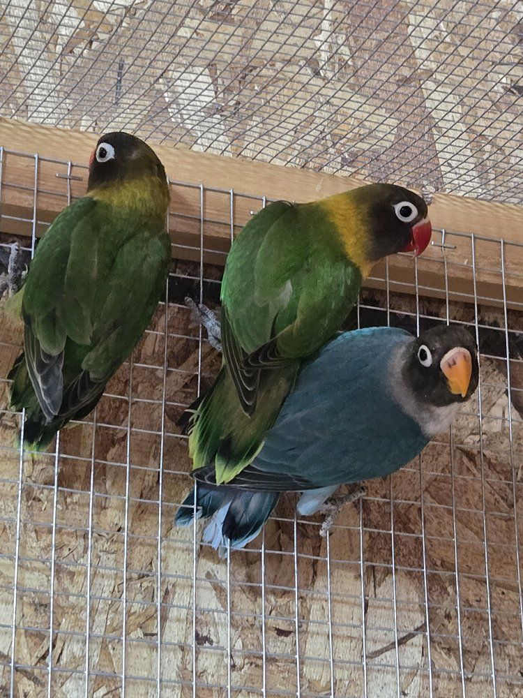 Lovebirds black mask