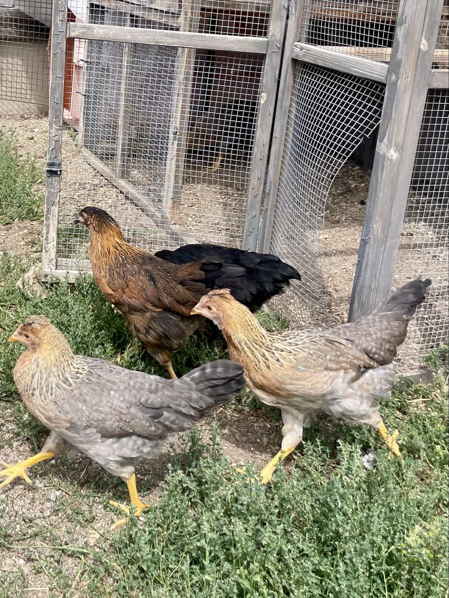 13-Week-Old Pullets: Olive Eggers, Cream Legbars, Dark Brahmas, Black Sexlink Chickens. Mareks Vaccinated.