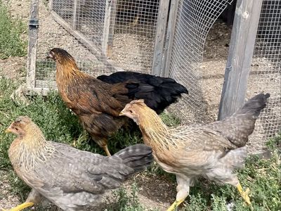 13-Week-Old Pullets: Olive Eggers, Cream Legbars, Dark Brahmas, Black Sexlink Chickens. Mareks Vaccinated.