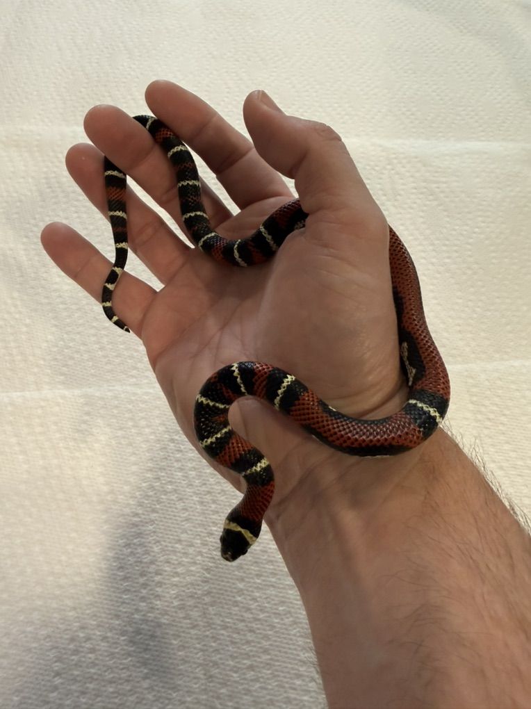 Male Black Milksnake