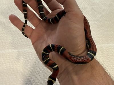 Male Black Milksnake