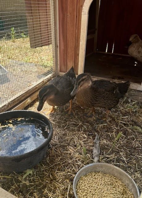Gigi and Beau, the Duck Duo