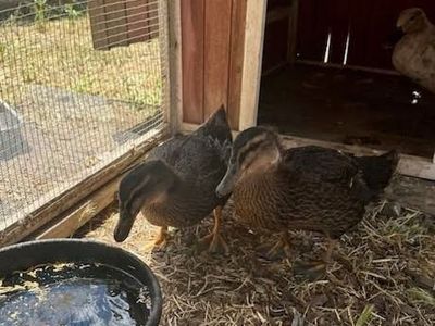 Gigi and Beau, the Duck Duo