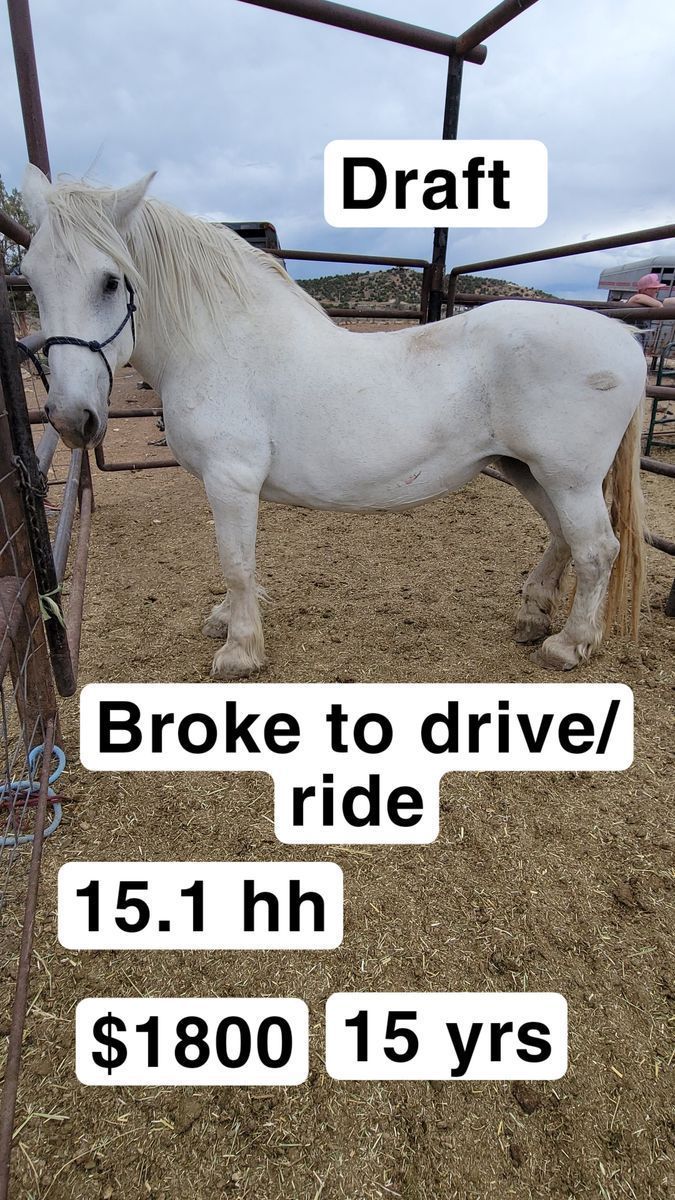 Draft mare
