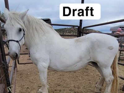 Draft mare