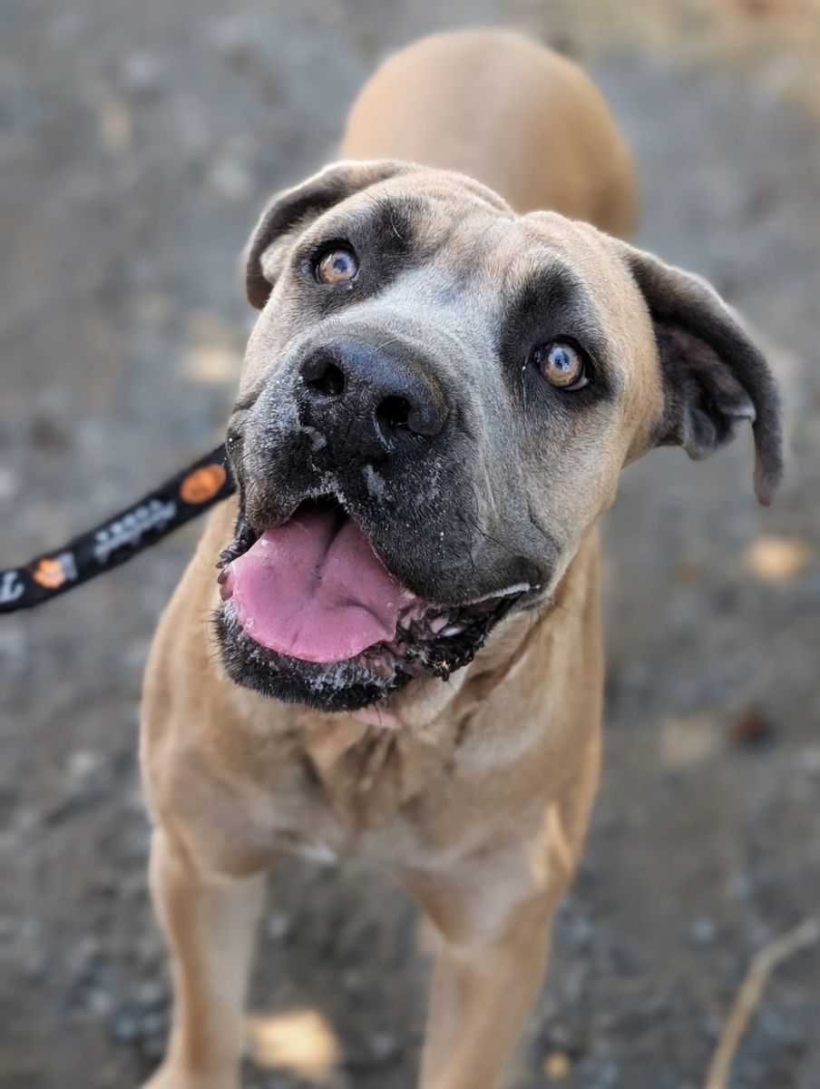 Professionally Trained Cane Corso
