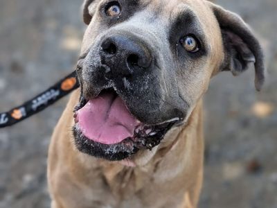Professionally Trained Cane Corso