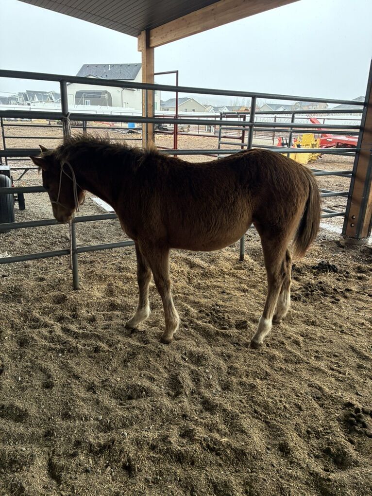 Rodeo Horse Prospect