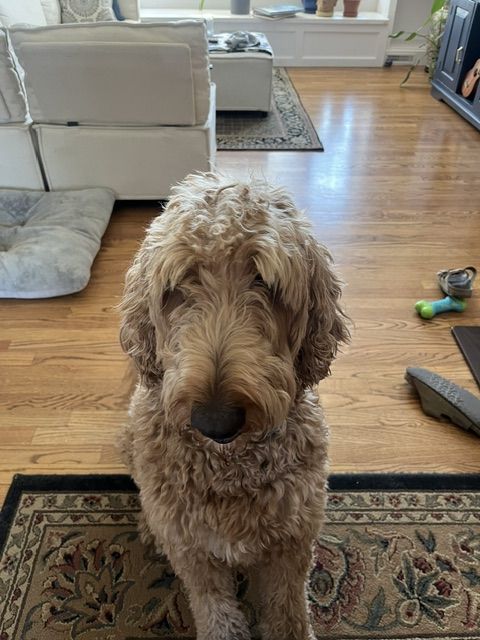 Sweet 6 year old Goldendoodle looking for a new home