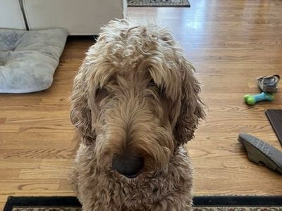 Sweet 6 year old Goldendoodle looking for a new home