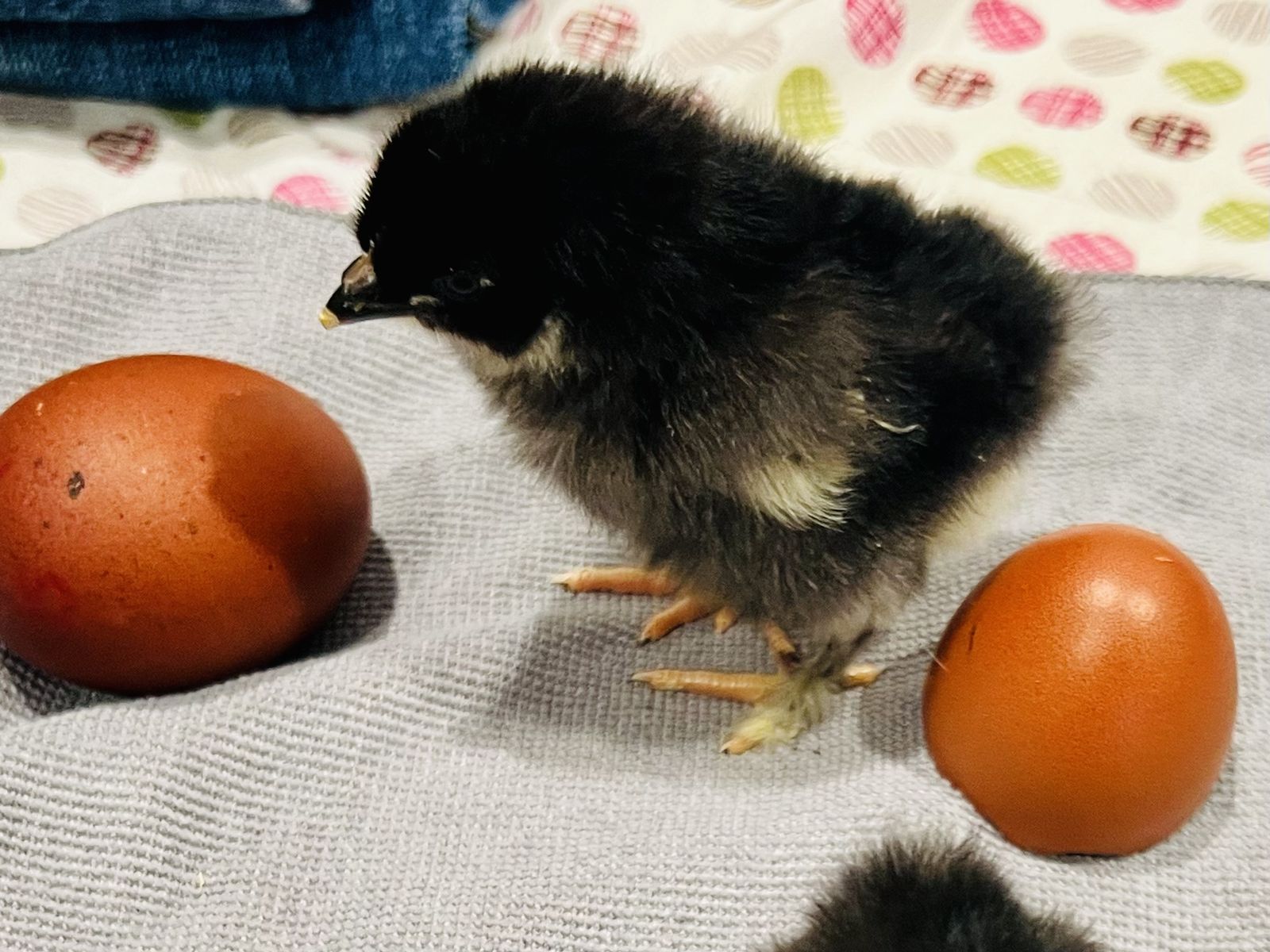 Marans Chicks 2 Days Old