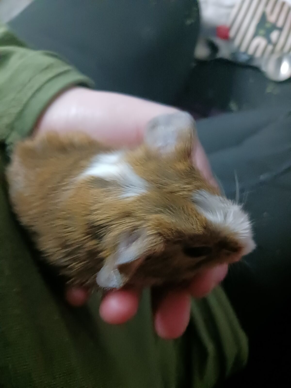 Guinea pigs for sale