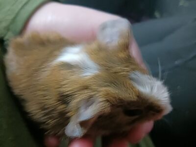 Guinea pigs for sale