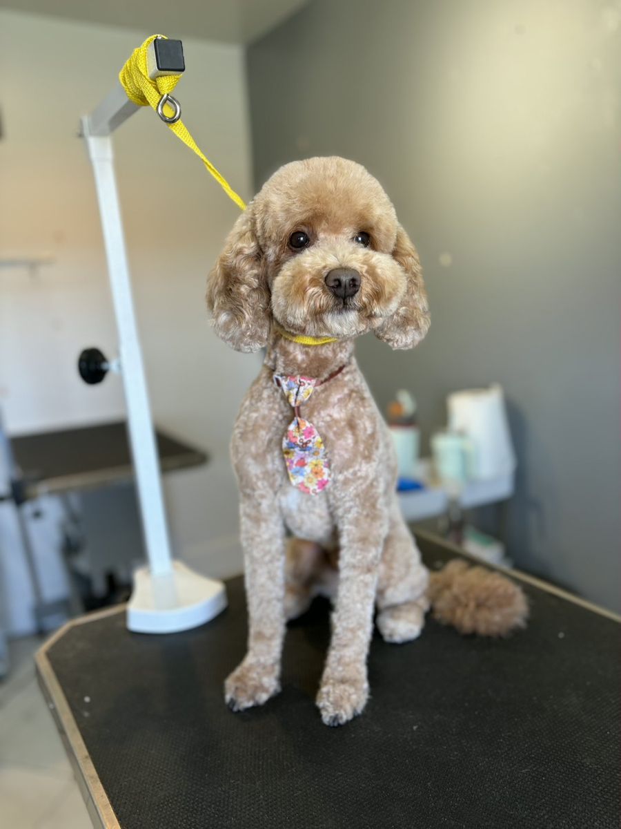 Goldendoodle