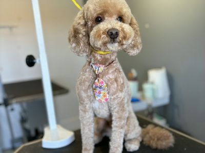 Goldendoodle