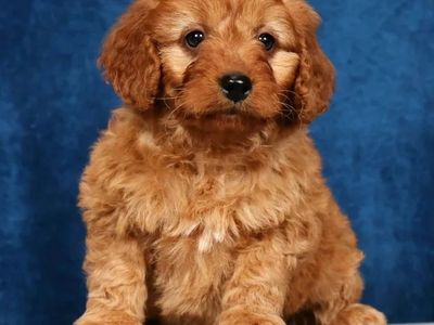 Girl Skye - Mini Goldendoodle $2000