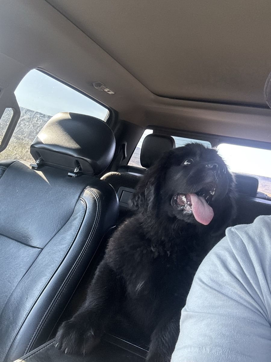 AKC Newfoundland puppies