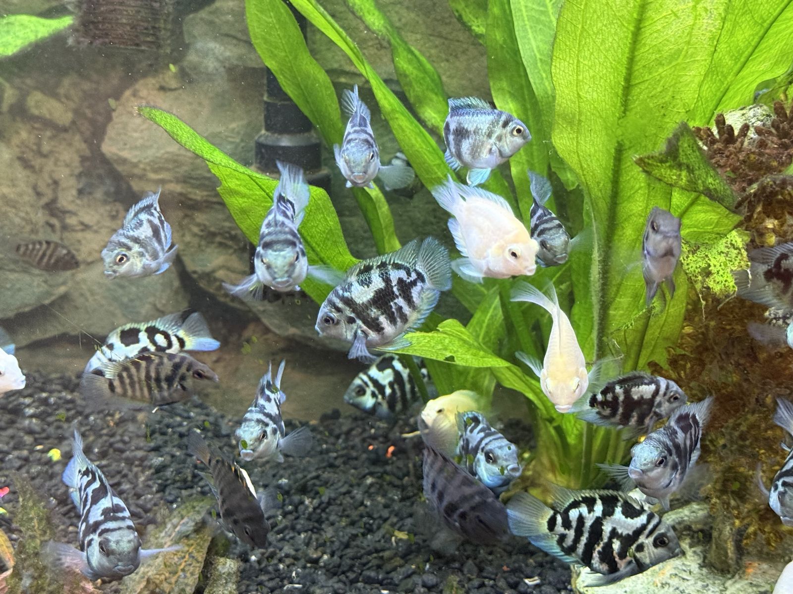 Blue polar cichlids , platinum polar cichlids