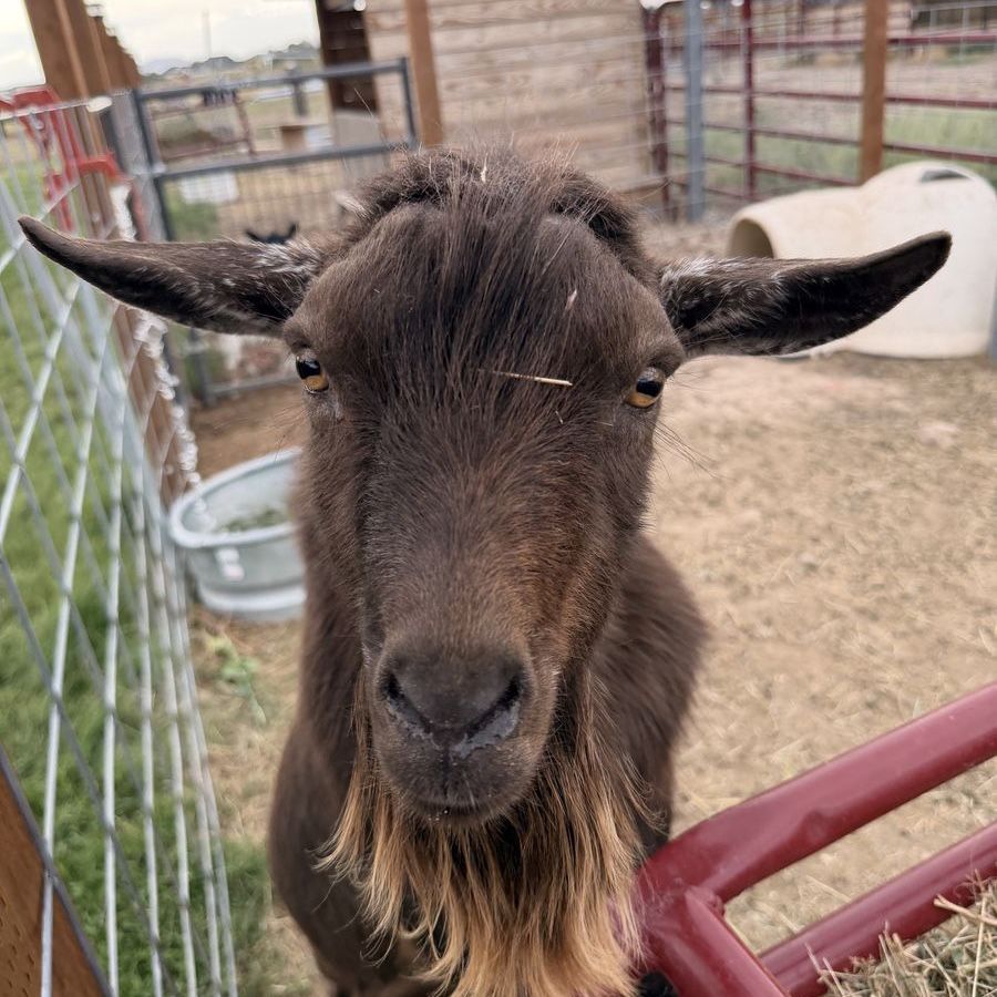 Proven Cinnamon Nigerian Dwarf Billy Goat - Available for Stud or Sale