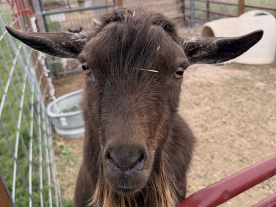 Proven Cinnamon Nigerian Dwarf Billy Goat - Available for Stud or Sale