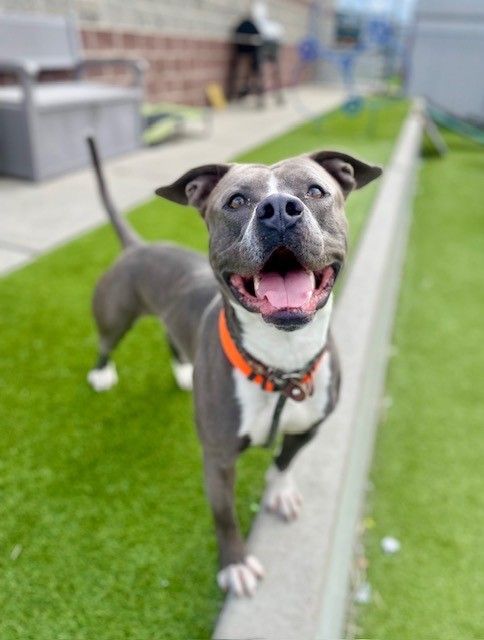 A160288 Moshi is Available for Adoption!