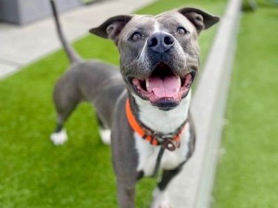 A160288 Moshi is Available for Adoption!