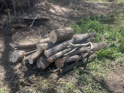 Free Firewood