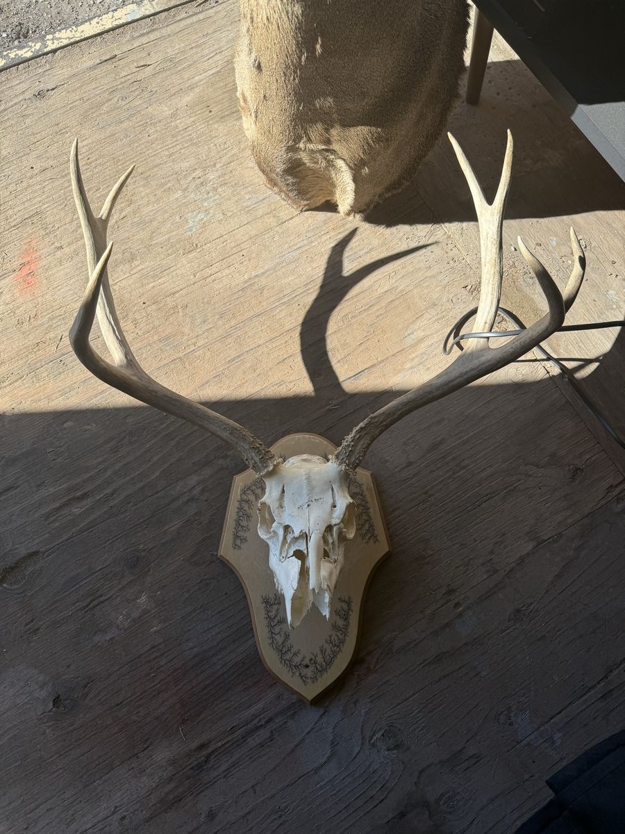 Deer mount