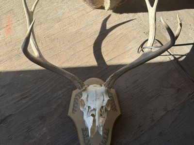 Deer mount