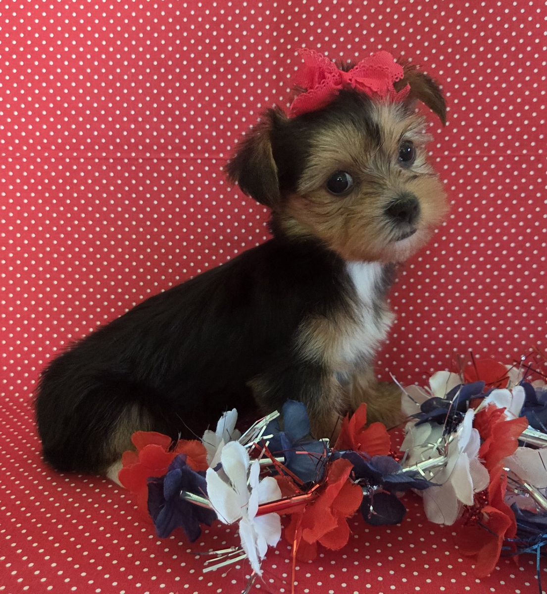 Adorable Shorkie Puppies!
