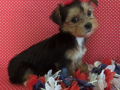 Adorable Shorkie Puppies!