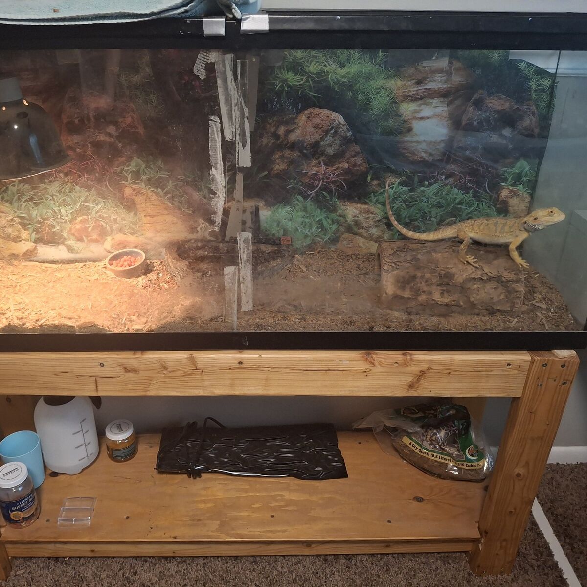 2 y/o Bearded Dragon and cage