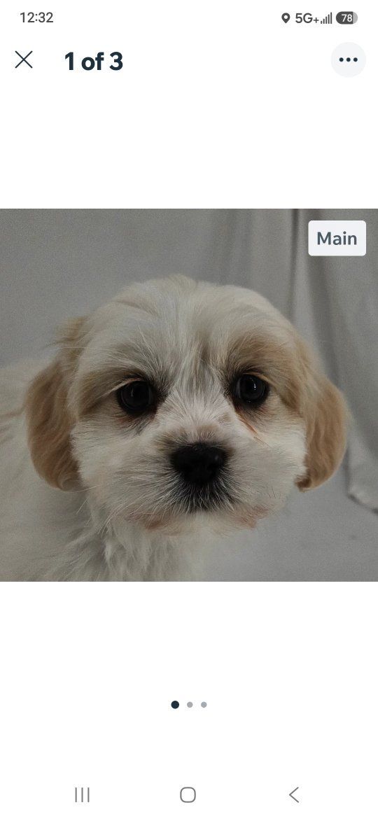 Mal-shi (Maltese/shih tzu) male